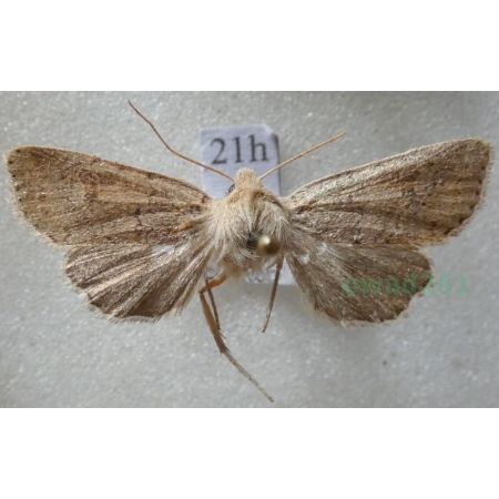 Agrochola laevis (Hübner, 1803) Czech21h